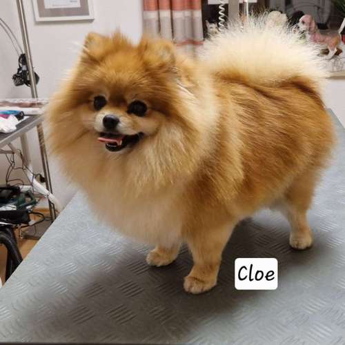 Hundeauslaufgebiet-Hunde- und Katzensalon Gaby Schlegel-Bild