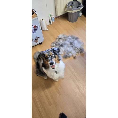 Hundeauslaufgebiet-Hunde- und Katzensalon Gaby Schlegel-Bild