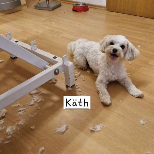 Hundeauslaufgebiet-Hunde- und Katzensalon Gaby Schlegel-Bild