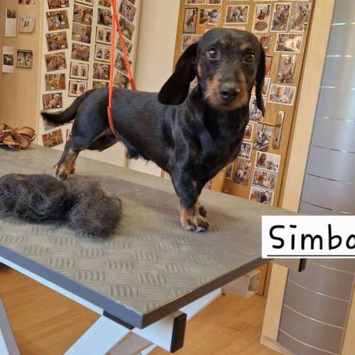 Hundeauslaufgebiet-Hunde- und Katzensalon Gaby Schlegel-Bild