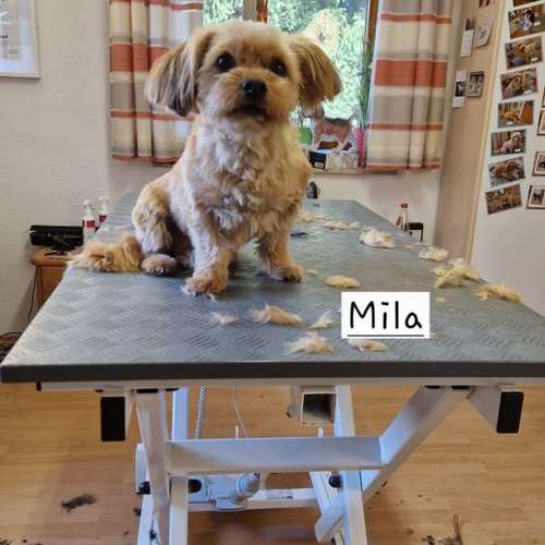 Hundeauslaufgebiet-Hunde- und Katzensalon Gaby Schlegel-Bild