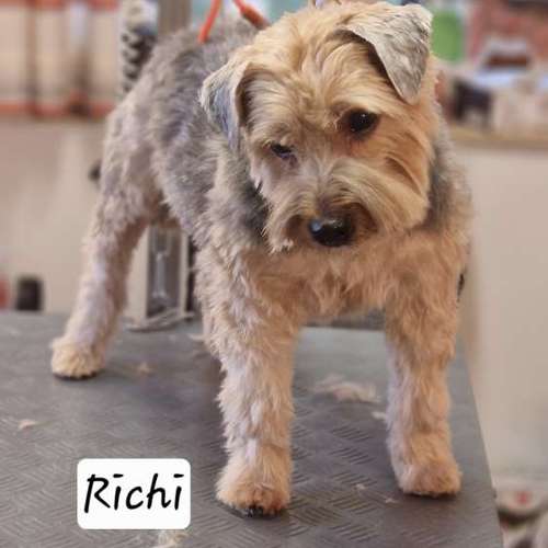 Hundeauslaufgebiet-Hunde- und Katzensalon Gaby Schlegel-Bild