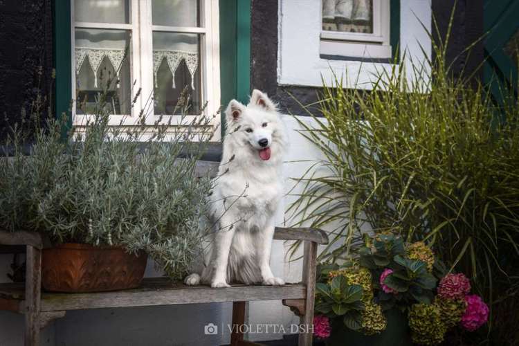 Hundeauslaufgebiet-VIOLETTA-DSH Fotografie Violetta Hanau-Bild