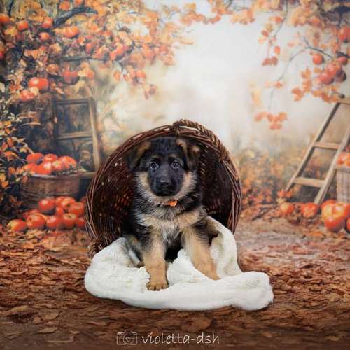 Hundeauslaufgebiet-VIOLETTA-DSH Fotografie Violetta Hanau-Bild