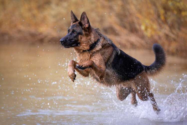 Hundeauslaufgebiet-VIOLETTA-DSH Fotografie Violetta Hanau-Bild