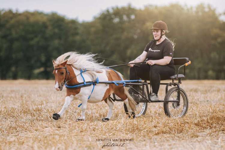 Hundeauslaufgebiet-VIOLETTA-DSH Fotografie Violetta Hanau-Bild