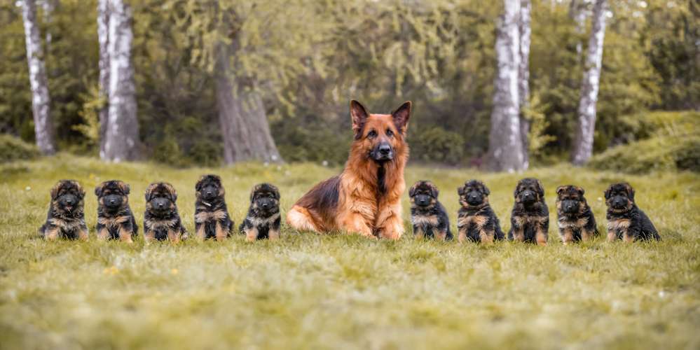 Hundeauslaufgebiet-VIOLETTA-DSH Fotografie Violetta Hanau-Bild