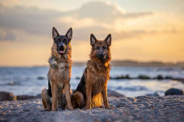 Hundeauslaufgebiet-VIOLETTA-DSH Fotografie Violetta Hanau-Bild