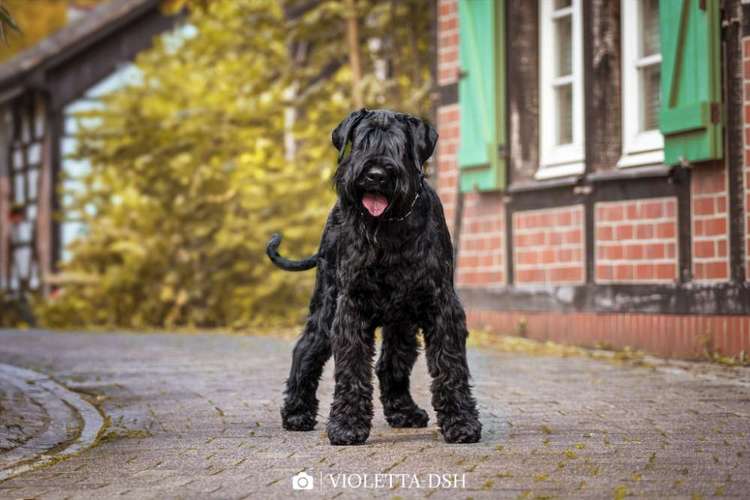 Hundeauslaufgebiet-VIOLETTA-DSH Fotografie Violetta Hanau-Bild