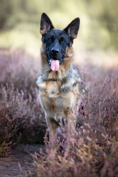 Hundeauslaufgebiet-VIOLETTA-DSH Fotografie Violetta Hanau-Bild