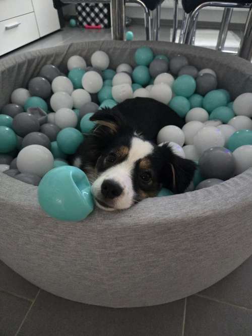 Hundeauslaufgebiet-Verstehst du mich? & mehr-Bild