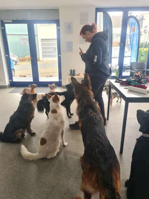 Hundeauslaufgebiet-Verstehst du mich? & mehr-Bild