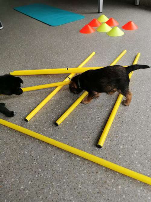 Hundeauslaufgebiet-Verstehst du mich? & mehr-Bild