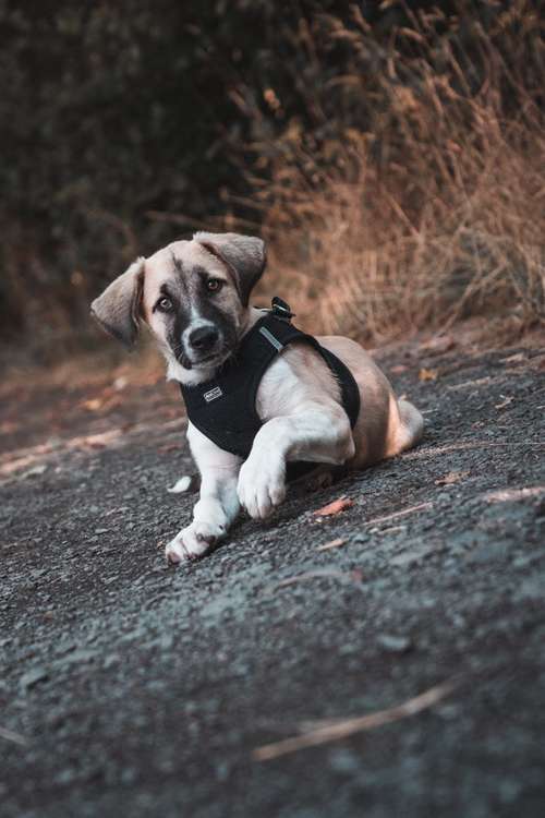 Hundeauslaufgebiet-Fotograf Stefan Lanser-Bild