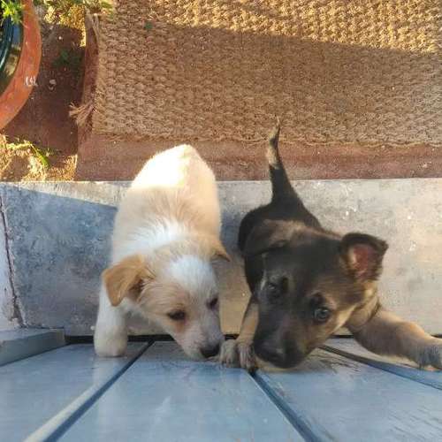 Hundeauslaufgebiet-Hundeschule K1-K9s-Bild