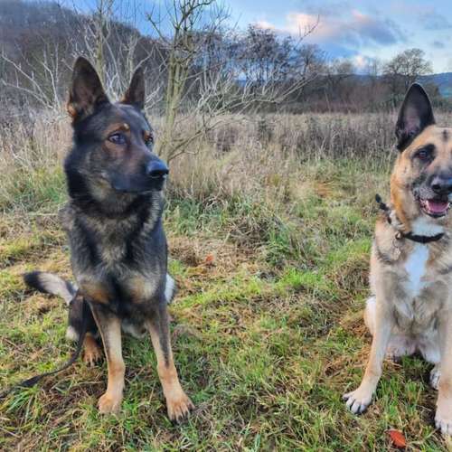 Hundeauslaufgebiet-Hundeschule K1-K9s-Bild