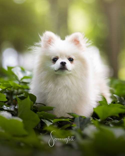 Hundeauslaufgebiet-Sommerfell Fotografie (Ann-Kathrin Huber)-Bild