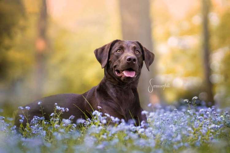 Hundeauslaufgebiet-Sommerfell Fotografie (Ann-Kathrin Huber)-Bild