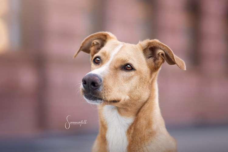 Hundeauslaufgebiet-Sommerfell Fotografie (Ann-Kathrin Huber)-Bild