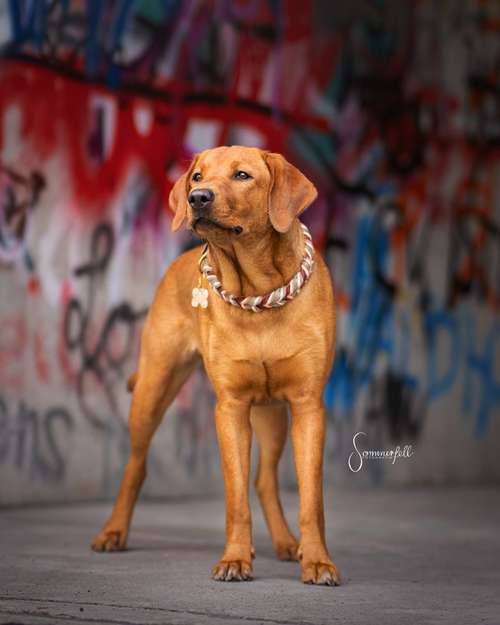 Hundeauslaufgebiet-Sommerfell Fotografie (Ann-Kathrin Huber)-Bild