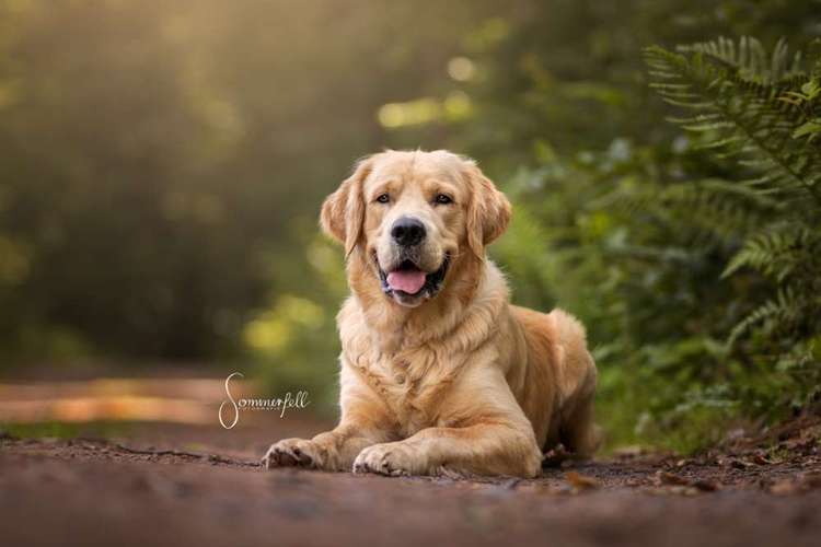 Hundeauslaufgebiet-Sommerfell Fotografie (Ann-Kathrin Huber)-Bild