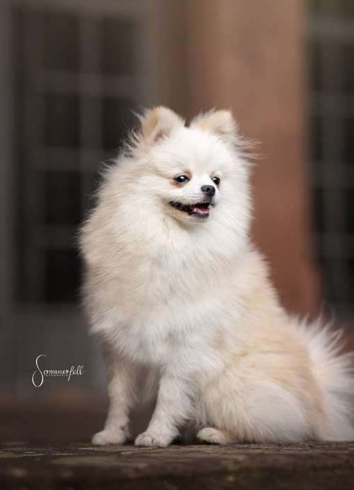 Hundeauslaufgebiet-Sommerfell Fotografie (Ann-Kathrin Huber)-Bild