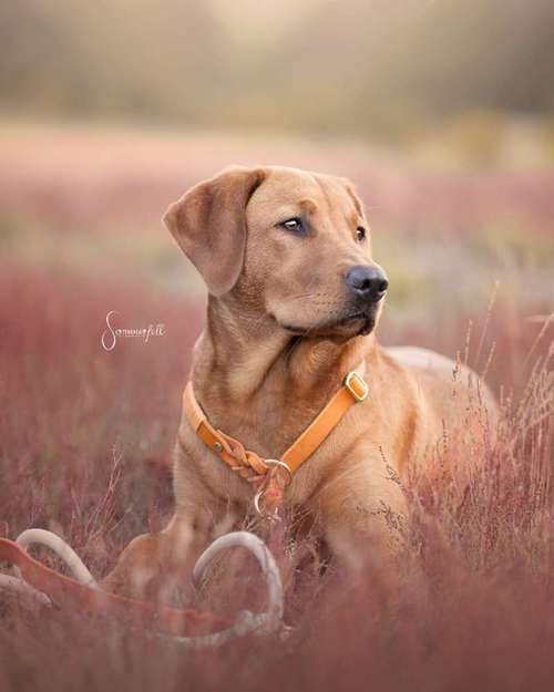 Hundeauslaufgebiet-Sommerfell Fotografie (Ann-Kathrin Huber)-Bild