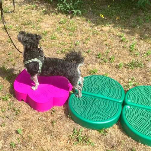 Hundeauslaufgebiet-Hundherum-gesund-Bild