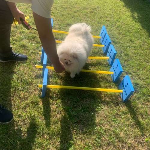 Hundeauslaufgebiet-Hundherum-gesund-Bild