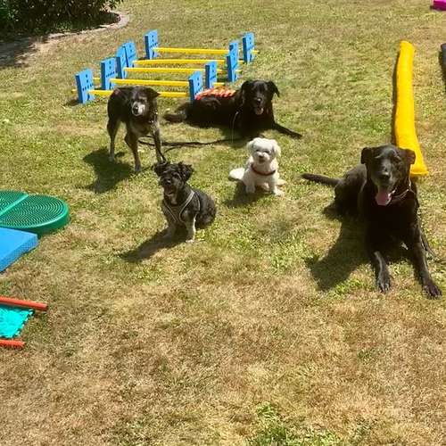 Hundeauslaufgebiet-Hundherum-gesund-Bild