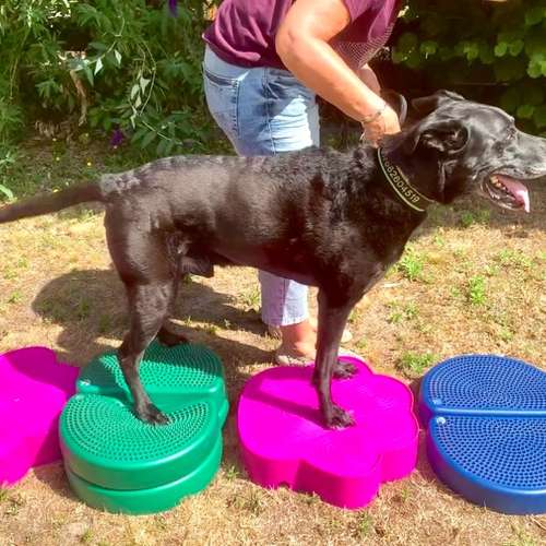 Hundeauslaufgebiet-Hundherum-gesund-Bild