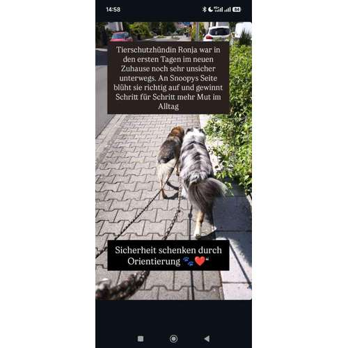 Hundeauslaufgebiet-Fairytale of Paws-Bild