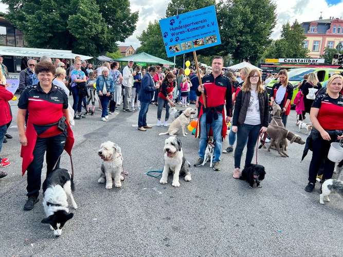 Hundeauslaufgebiet-HSV Waren Kamerun-Bild