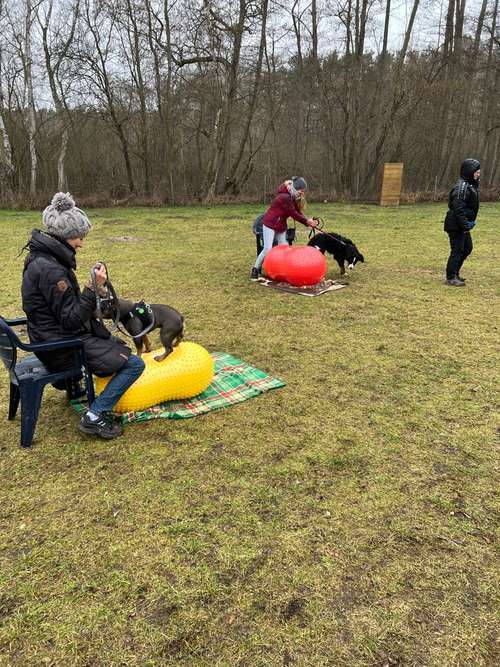 Hundeauslaufgebiet-HSV Waren Kamerun-Bild