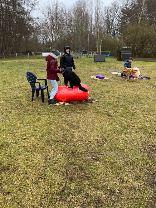 Hundeauslaufgebiet-HSV Waren Kamerun-Bild