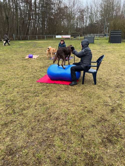 Hundeauslaufgebiet-HSV Waren Kamerun-Bild