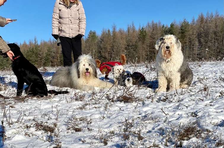 Hundeauslaufgebiet-HSV Waren Kamerun-Bild