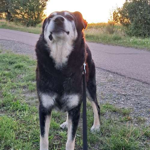 Hundeauslaufgebiet-Dr. Susanne Bönsch-Bild