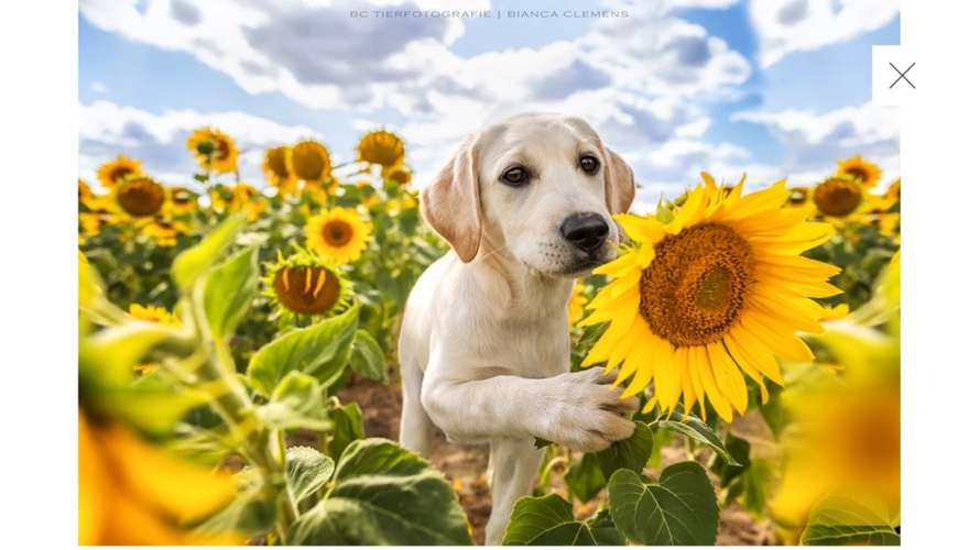 Hundeauslaufgebiet-BC Tierfotografie -Bild