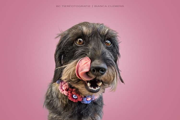 Hundeauslaufgebiet-BC Tierfotografie -Bild