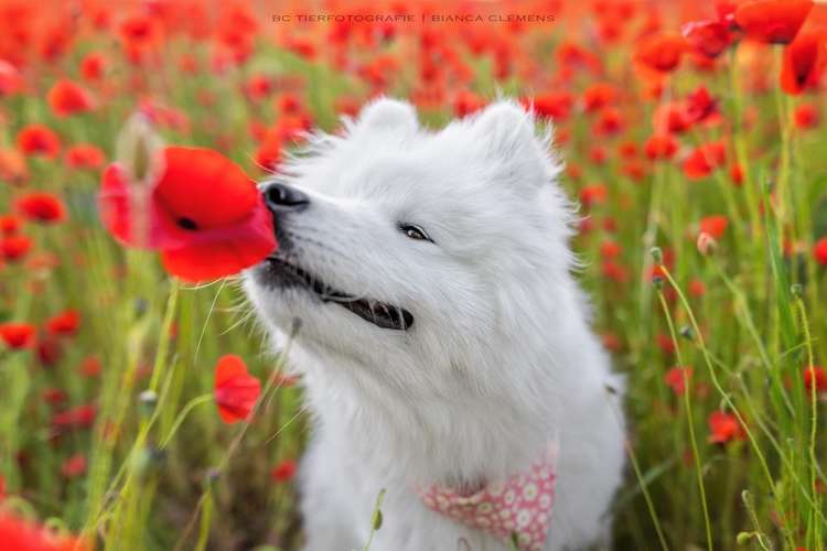 Hundeauslaufgebiet-BC Tierfotografie -Bild