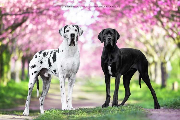 Hundeauslaufgebiet-BC Tierfotografie -Bild