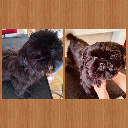 Hundeauslaufgebiet-Kleine Felle-Bild