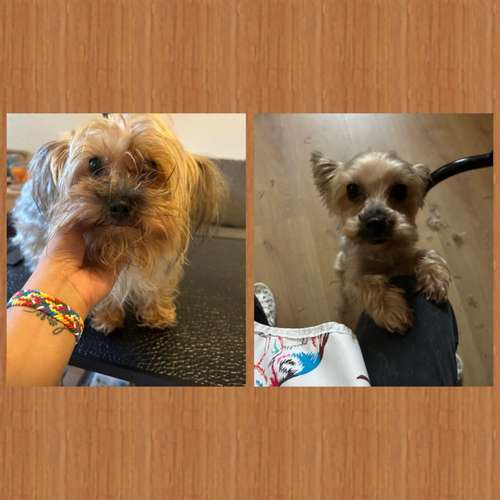 Hundeauslaufgebiet-Kleine Felle-Bild