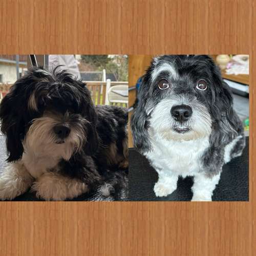 Hundeauslaufgebiet-Kleine Felle-Bild