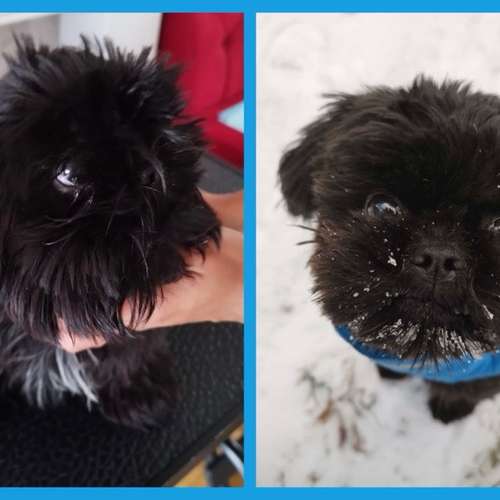 Hundeauslaufgebiet-Kleine Felle-Bild