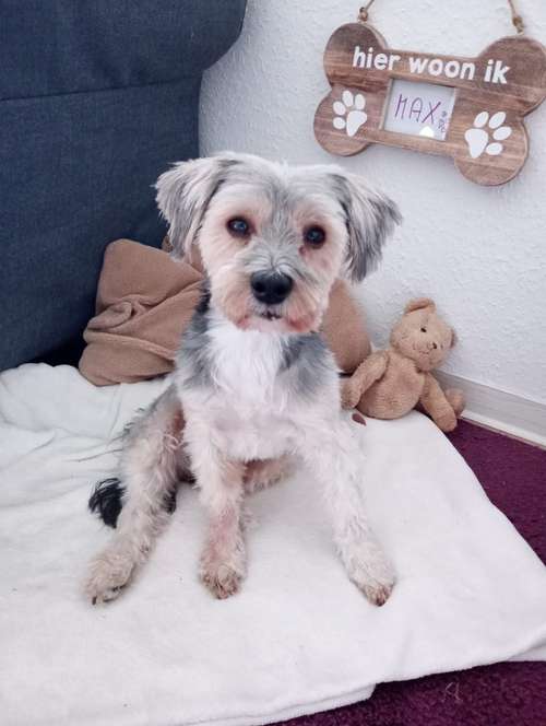 Hundeauslaufgebiet-Kleine Felle-Bild