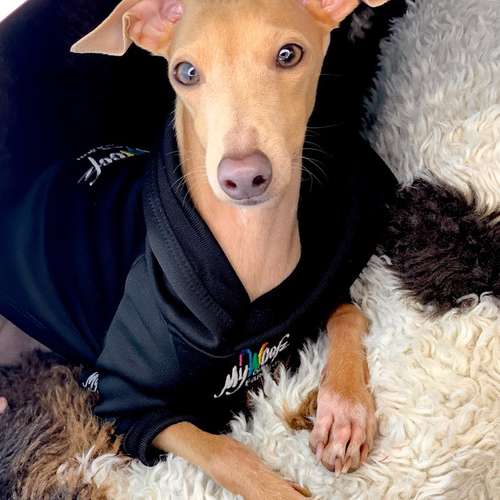 Hundeauslaufgebiet-AtelierDogs-Bild