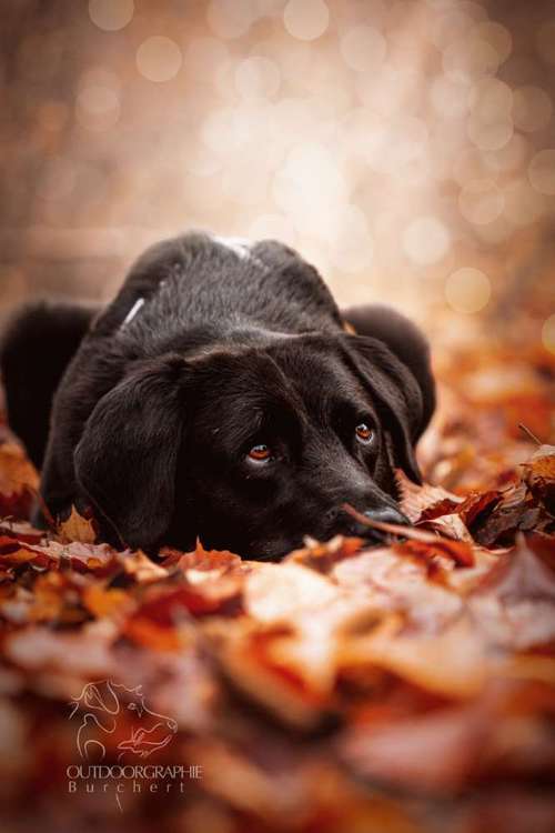 Hundeauslaufgebiet-Outdoorgraphie Kathrin Burchert-Bild