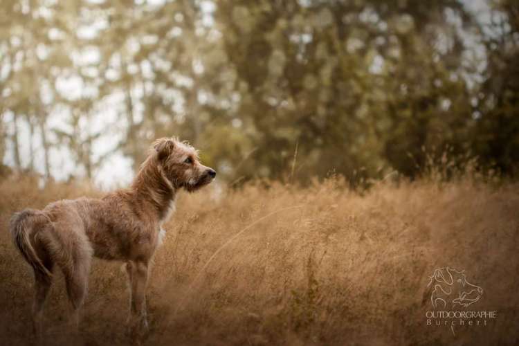 Hundeauslaufgebiet-Outdoorgraphie Kathrin Burchert-Bild